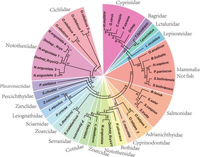 Identification of Antibacterial Activity of Hepcidin From Antarctic Notothenioid Fish